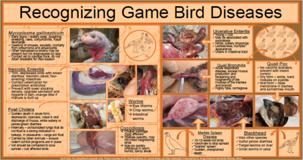 Poster-Gamebird (English Only)