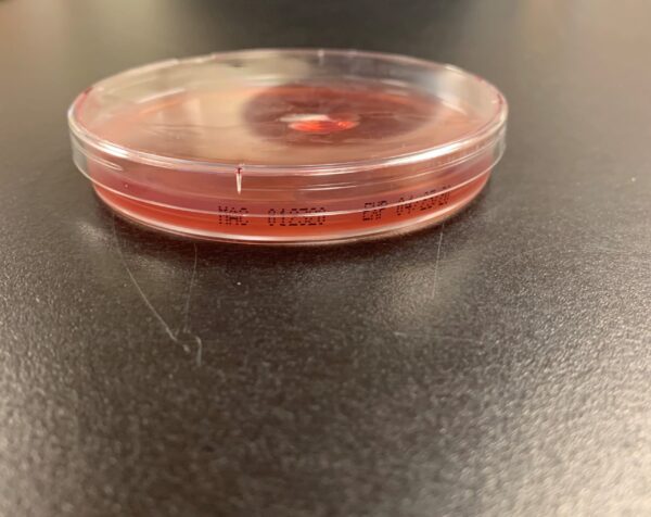 MacConkey Agar Plates (LOCAL ONLY)