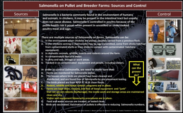 Poster-Salmonella (English/ Spanish)