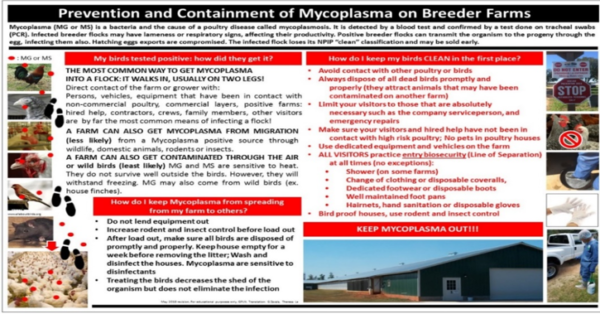 Poster-Mycoplasma (English/ Spanish)